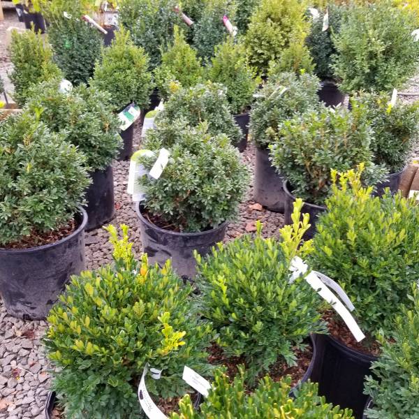 plants-for-dry-infertile-soil-conditions-weston-wholesale