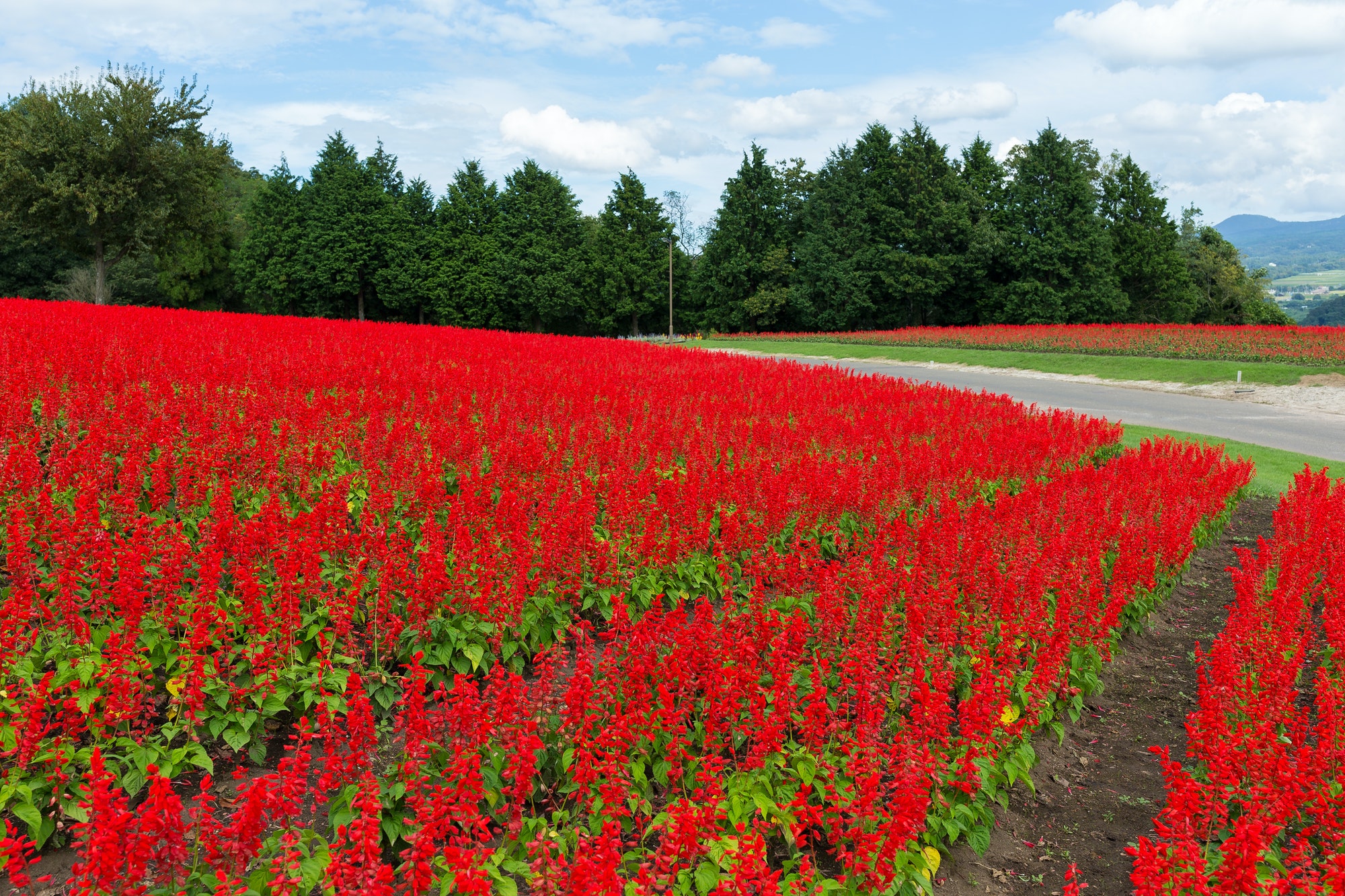 Red Salvia field