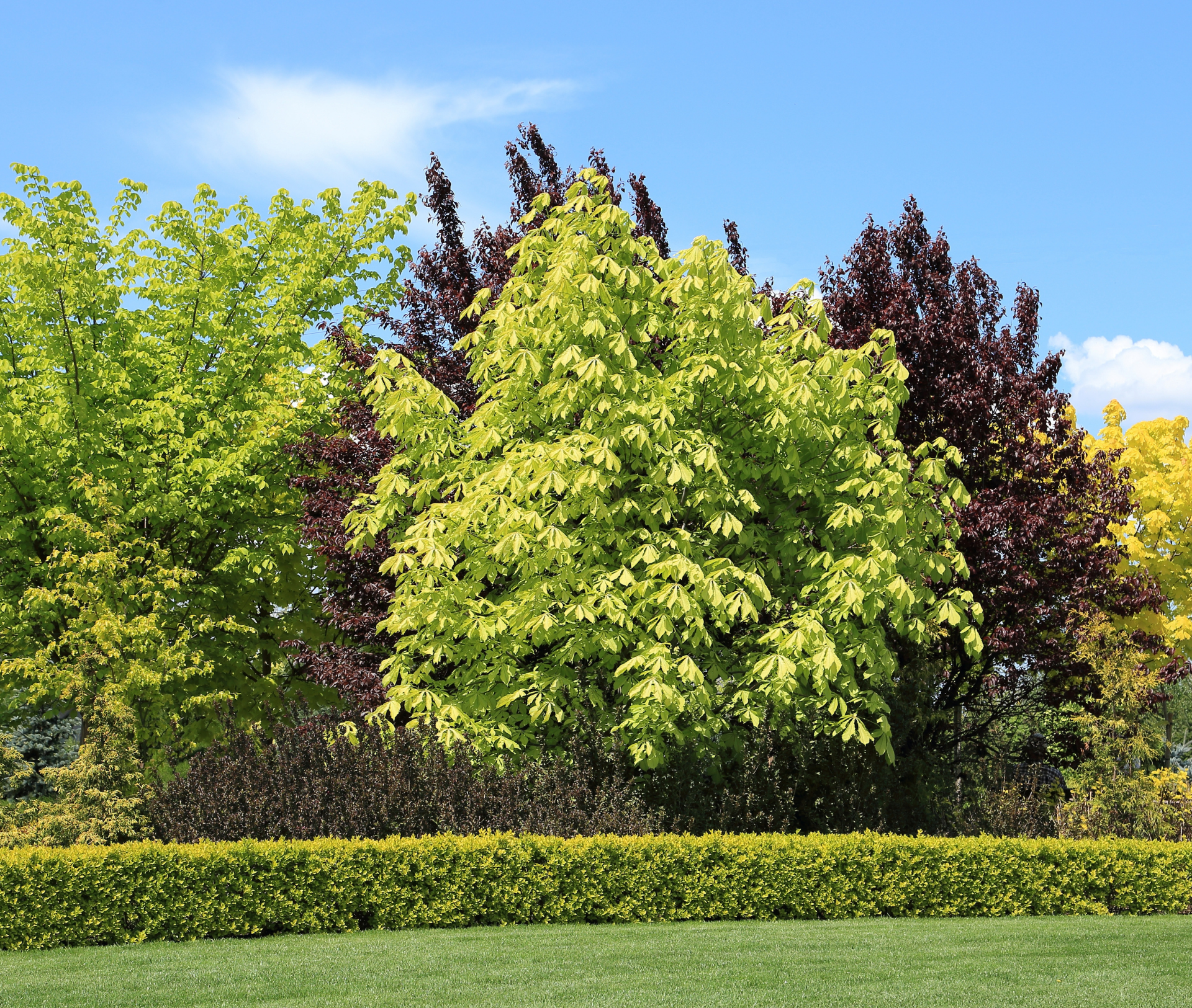 Image of Clethra sixteen candles silhouetted against the sky