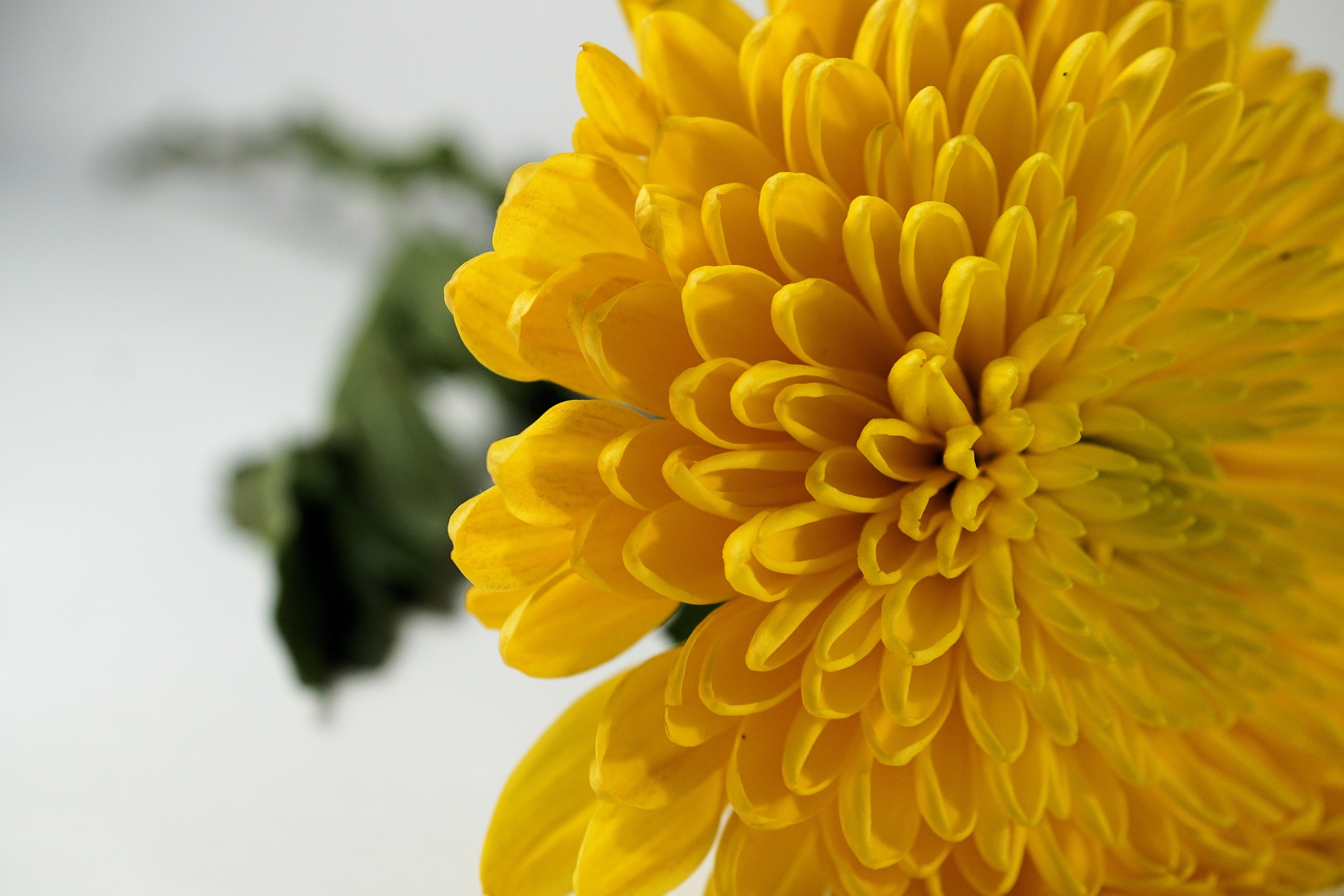 Yellow mum perennial