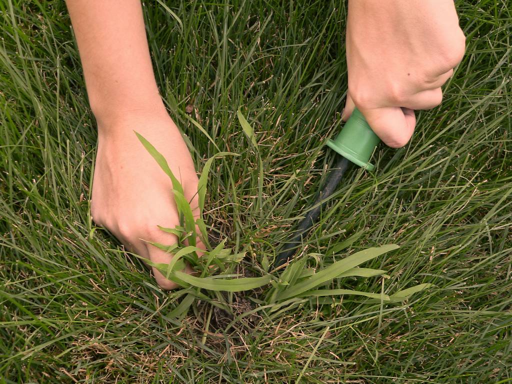 removing weeds from lawn