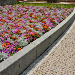 pink and orange and white annuals in a bed along a sidewalk