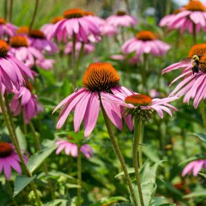 Pink Perennial Marguerite Daisies starting to droop with a bee and bug